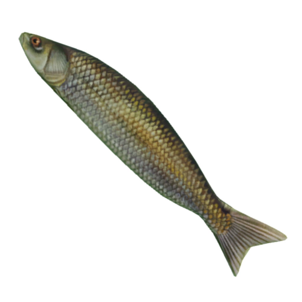 Baddies: Fish | Bloxtsar